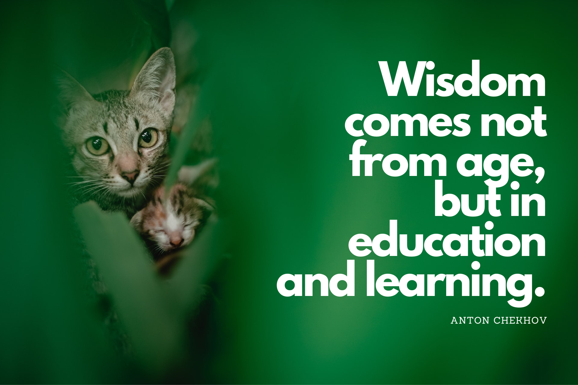 Mother cat with newborn kitten and quote, Wisdom comes not from age, but in education and learning