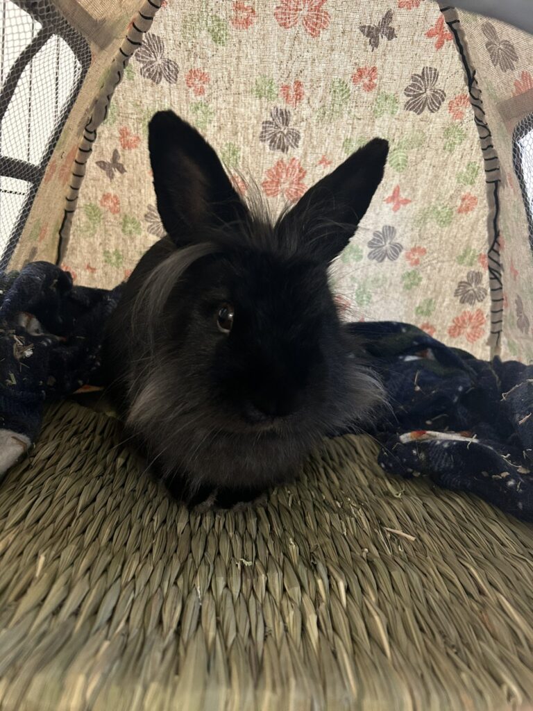 A black and grey lion head rabbit. The subject of our marketing blog post.