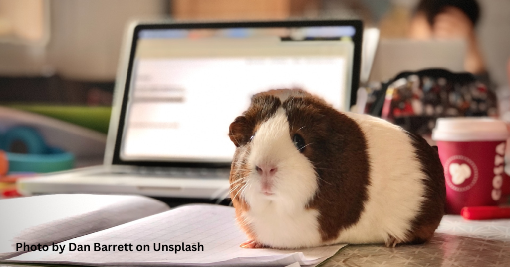 A guinea pig sitting in a chaotic environment